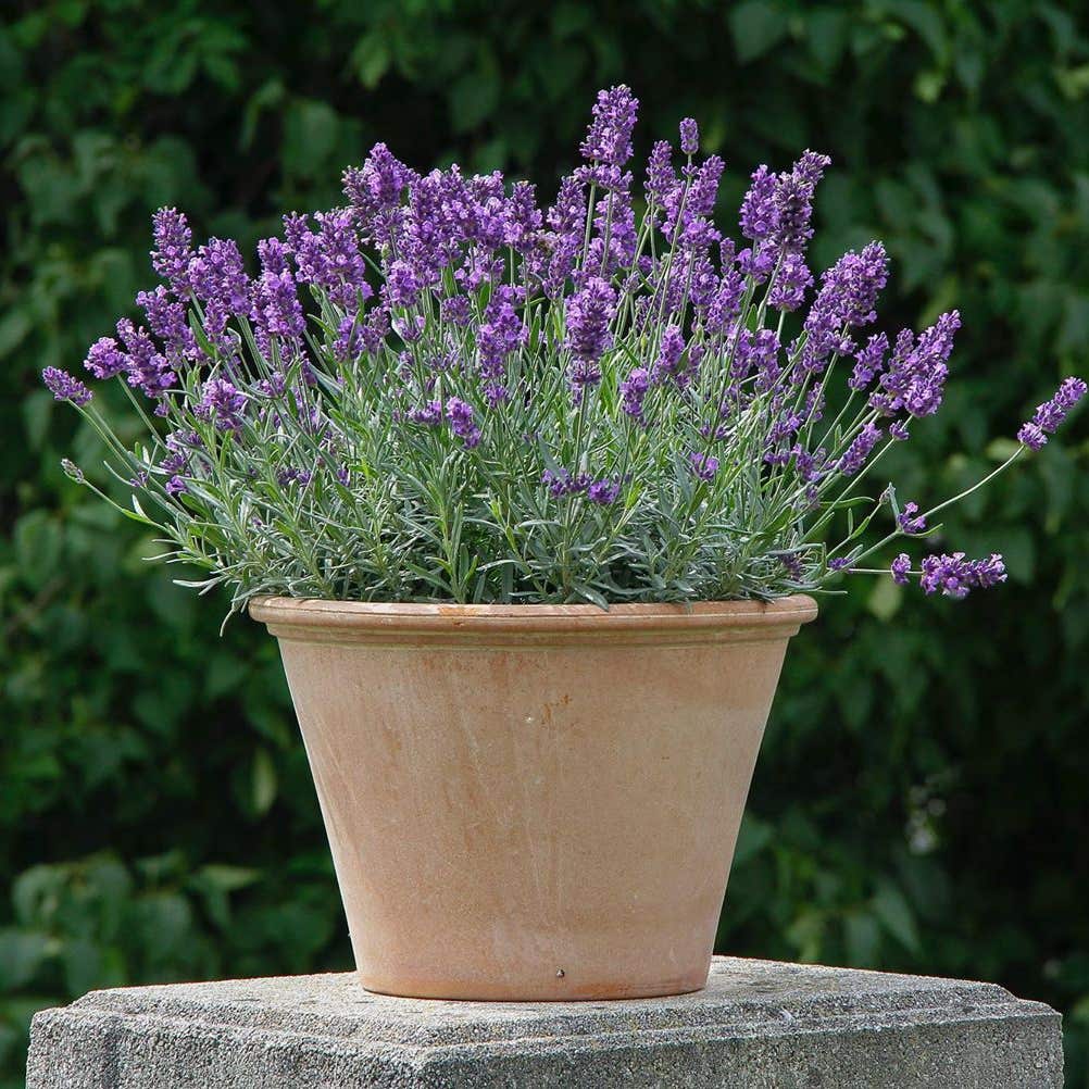 English Lavender: How Much Water & Light Does it Need to Thrive?